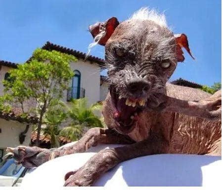 世界上最丑的狗排行榜 十大最丑宠物狗_比赛