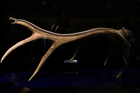 “灵蛇传奇”收官|展览落幕，艺术不止 - 成都博物馆
