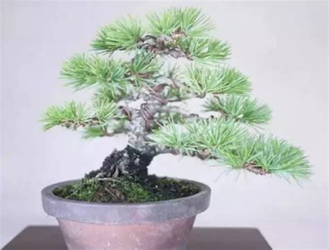 松树盆景制作方法-中国木业网