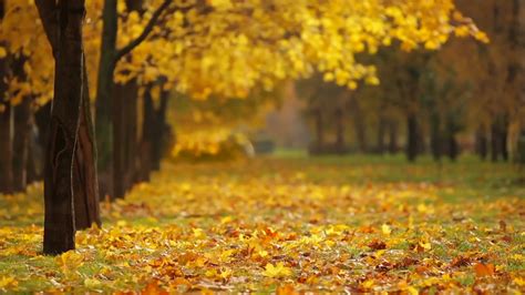 俄罗斯最美的园林秋色高清图片下载-正版图片501083877-摄图网