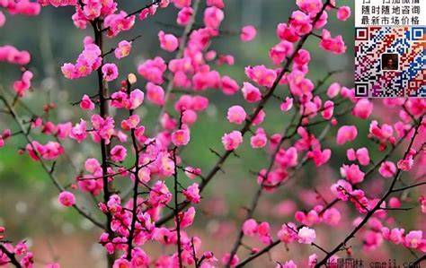 梅花哪种品种最好看？梅花珍贵品种排名-花卉百科-中国花木网