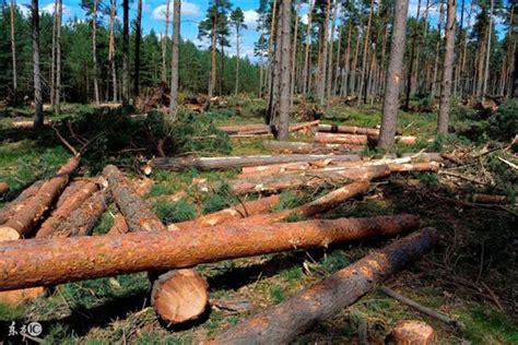 现在木材生意好做吗，未来木业形式如何_行业资讯_木头云