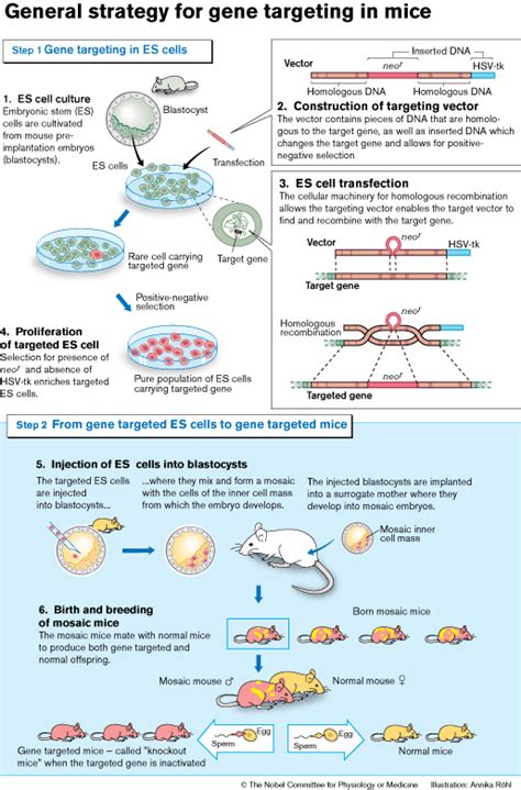CRISPR Cas9 AAVS1定点基因敲入产品简介-新闻-稳定细胞系构建_大肠杆菌基因编辑_慢病毒载体_英茂盛业生物科技有限公司