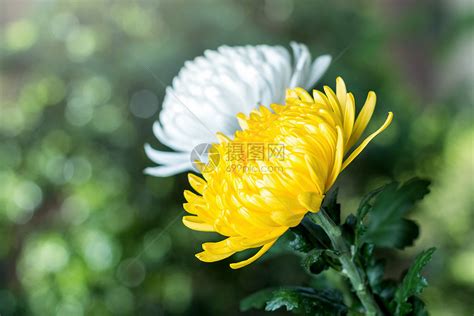 菊花代表什么象征意义 菊花的特点有哪些_百科知识_学堂_齐家网