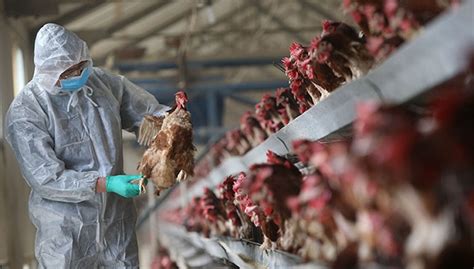 湖南发生高致病性禽流感疫情，专业人士：传染人概率小但不能轻视|界面新闻 · 中国