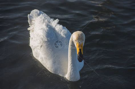 美丽的白天鹅在不结冰的冬季湖中游泳高清图片下载-正版图片503091958-摄图网