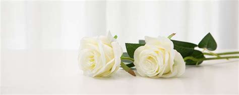 送白玫瑰代表什么意思-农百科