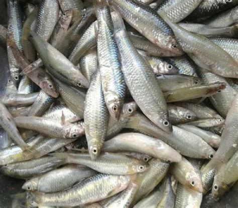 “食在广州”鱼为先，一张鱼票吃出市场经济“大活鱼”_南方网