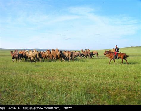 草原上挤奶的牧民高清图片下载-正版图片500846766-摄图网