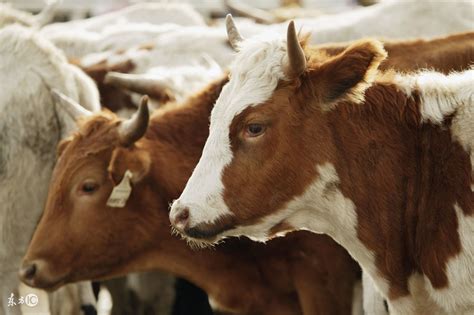 牛寿命一般在多少年左右，什么品种的牛寿命长 - 农村网