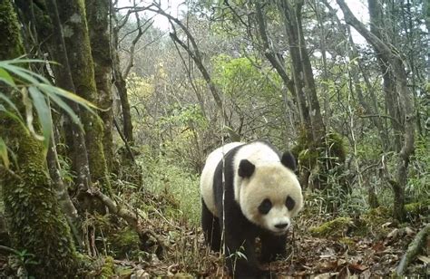 112种！来看重庆这些国家重点保护陆生野生动物有多美