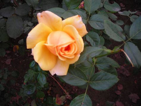 月季玫瑰蔷薇对照图-绿宝园林网