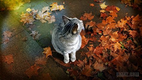 猫 叶子 秋 秋天 基蒂 猫的 宠物 灰色 虎斑猫 毛皮图片免费下载 - 觅知网
