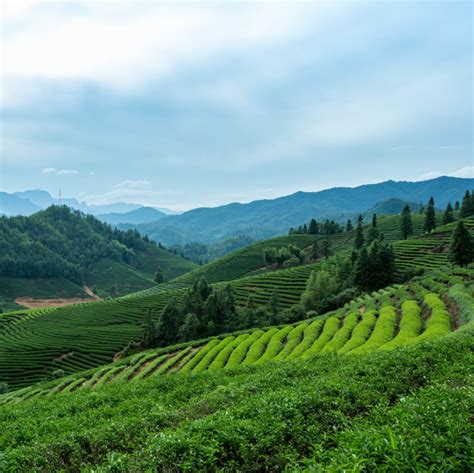 中国最有名的茶山排行榜-排行榜123网