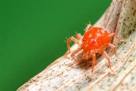 红蜘蛛防治方法 - 农敢网