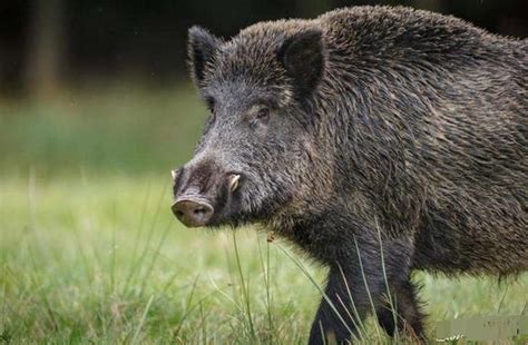 野猪并没有濒临灭绝，甚至局部还泛滥成灾，为什么还要加以保护？