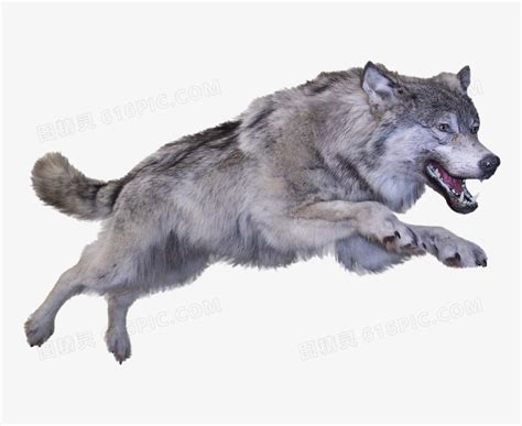 灰太狼被小羊欺负的求饶，风水轮流转，狼也有怕羊的一天！