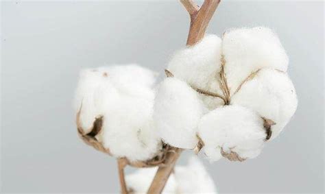 棉花靠什么传播种子，附我国三大产棉区介绍 - 农敢网