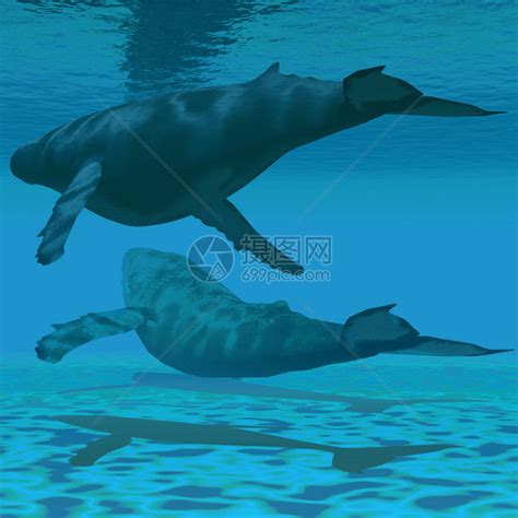 两头驼背鲸在浅海水域相互游图片素材-正版创意图片502728218-摄图网