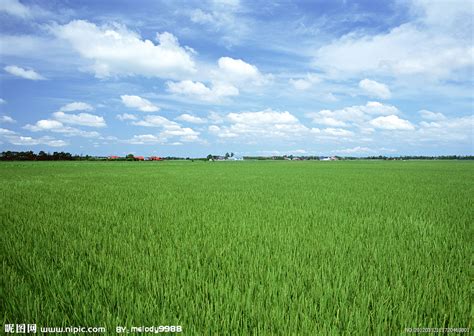 水稻高清图片下载-正版图片500159432-摄图网