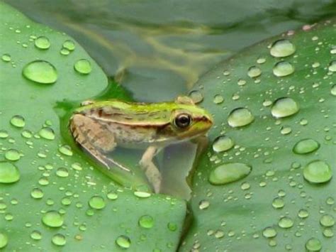 （四）青蛙是益虫 - 知乎