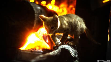 用动物氧气面罩从大火中救出猫咪 Cat saved from fire using an animal oxygen mask-新东方网