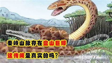 世界上最大的蛇究竟有多长？秦岭真的有盘山巨蟒吗？_泰坦_研究人员_杨树
