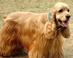 美国可卡犬图片
