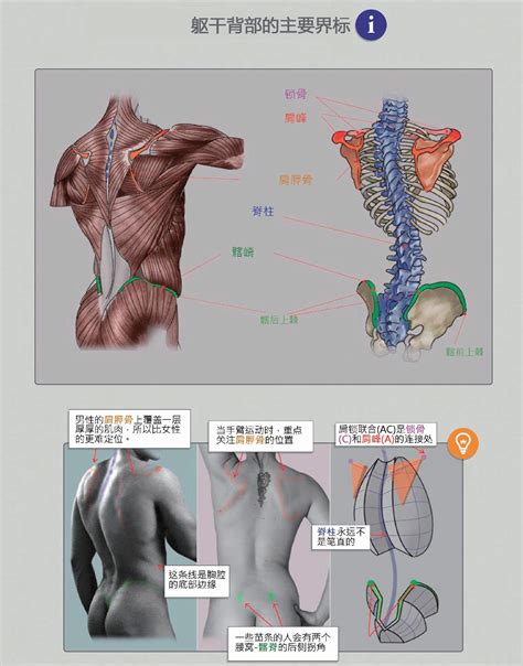 人体教程:躯干结构的骨骼与肌肉讲解 - 知乎