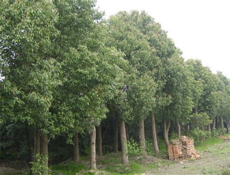 植树节 | 看看中国人最爱的10种树木，包含10种吉祥寓意|植树节|寓意|吉祥_新浪新闻