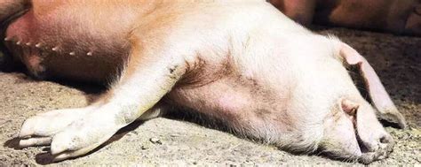 中国农业农村部：内蒙古鄂尔多斯从外省违规调入仔猪中排查出非洲猪瘟疫情 - 俄罗斯卫星通讯社