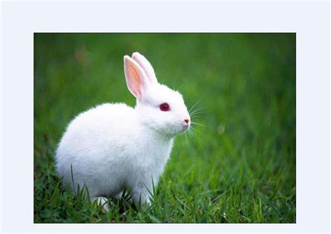 1999年兔命里缺啥 99年属兔是什么命