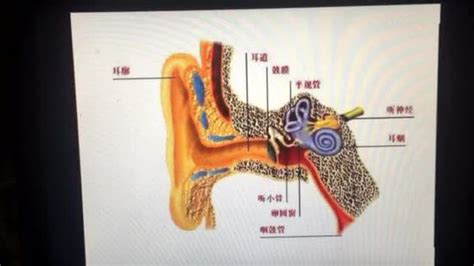 耳朵的构造图图片