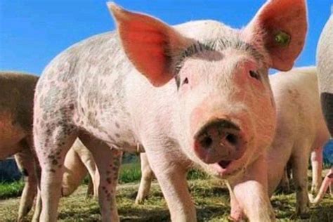 生猪养殖：农业部专家权威解读 最近猪价上涨的幅度确实有些超预期，回顾最近这一年多的行情都是超预期的。 从去年年初开始猪价一路下跌，从去年的6 ...