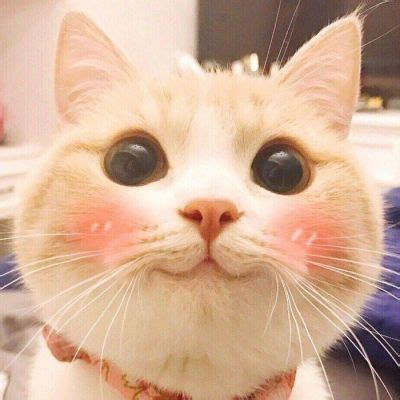 猫猫头图片