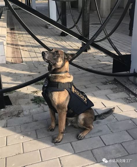 如何将如此优秀的警犬个体传承下去，提升繁育效率，缩短训练周期，是近年来摆在北京市公安局警犬基地面前的一项重要课题。