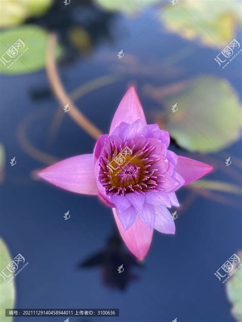 紫莲花图片-美丽的紫莲花特写素材-高清图片-摄影照片-寻图免费打包下载