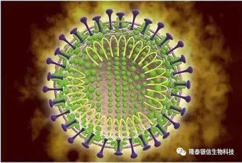 病毒的繁殖方式 病毒是什么 - 天奇生活
