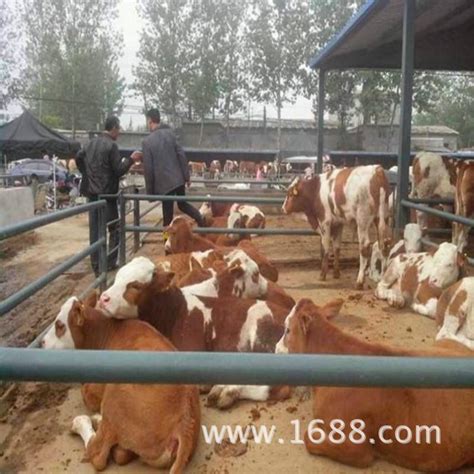 陵城区宋家镇：肉牛养殖让村集体发“牛”财_德州24小时