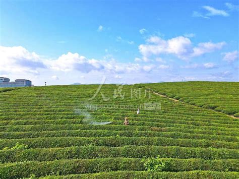 生态茶园绿色集成示范修剪技术 - 陕茶网