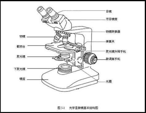 光学显微镜放大倍数如何计算 - 业百科