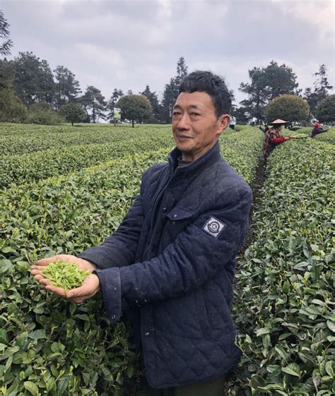 重庆茶叶电商平台,重庆市巴南区紫微花茶叶种植场,紫薇翠绿绿茶
