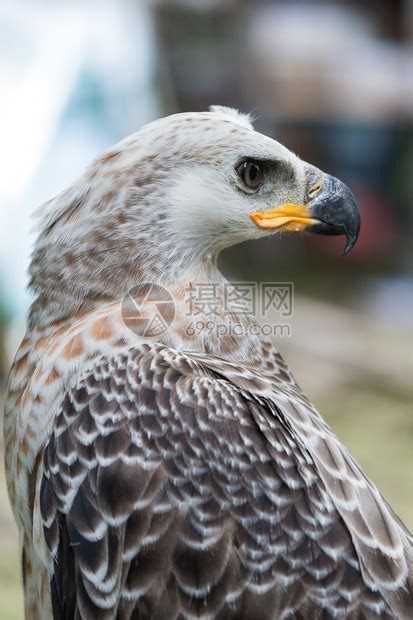 雄伟的哈比鹰在泰国高清图片下载-正版图片504909017-摄图网