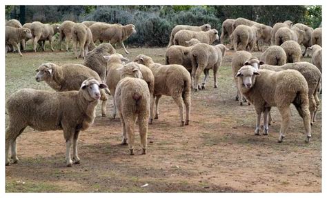 【澳洲白羊怀孕母羊 现在澳洲白肉羊价格 肉羊繁殖 包成活率】价格_批发_厂家_参数_图片_羊 - 搜好货网