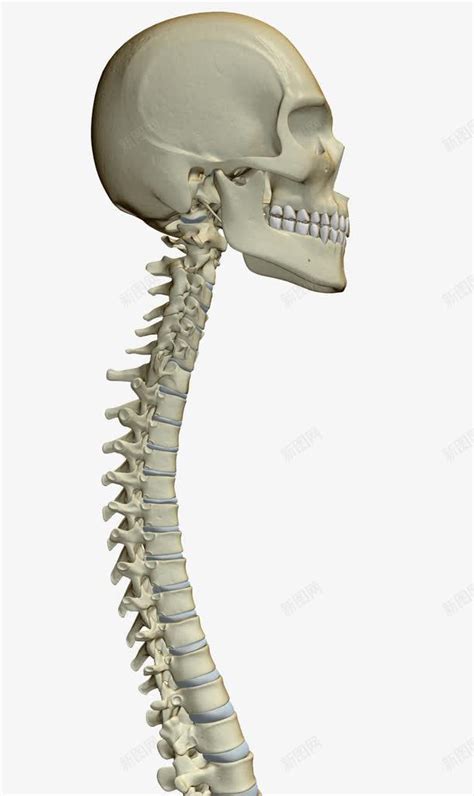 人体脊椎骨png图片免费下载-素材7QikWqUVV-新图网