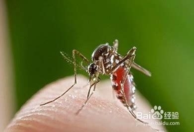 什么血型最招蚊子 喜欢什么血型_知秀网