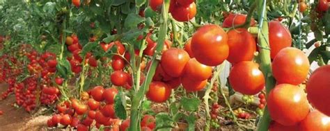 大棚西红柿的种植方法和管理技术 -农百科