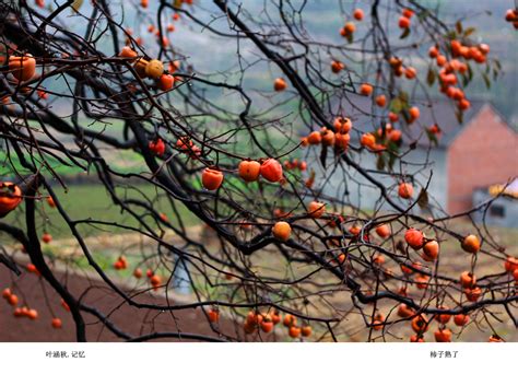 蓝天下树上熟了的柿子高清图片下载-正版图片506956483-摄图网