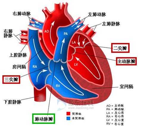 塑心学堂 | 心脏瓣膜知多D|瓣膜|心脏|学堂_新浪新闻