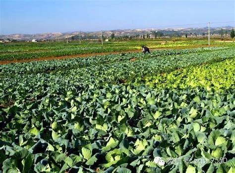 农业农村部：“菜篮子”产品供应总量充足 市场购销两旺_张家口新闻网